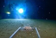 El misterio de Challenger Deep: La grieta oceánica donde el plástico llegó antes que los seres humanos