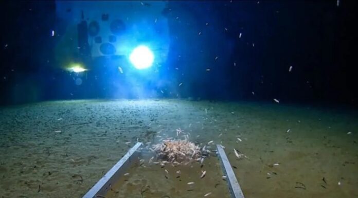 El misterio de Challenger Deep: La grieta oceánica donde el plástico llegó antes que los seres humanos