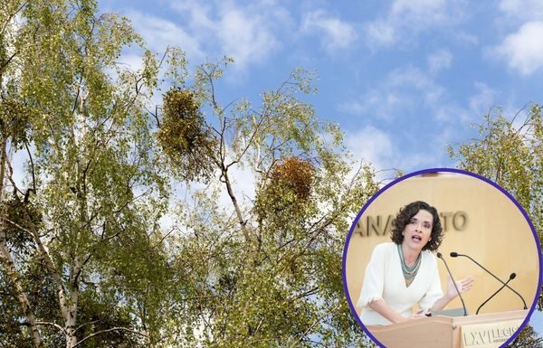Proponen diputados de AN obligar a municipios a cuidar árboles urbanos