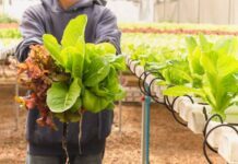 Tylor Farms corrige observaciones que realiza FDA