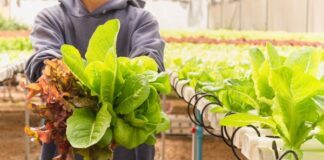 Tylor Farms corrige observaciones que realiza FDA