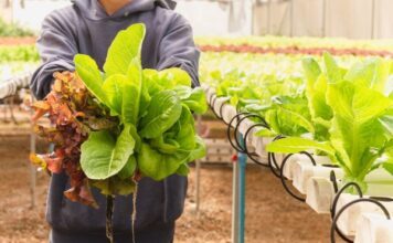 Tylor Farms corrige observaciones que realiza FDA