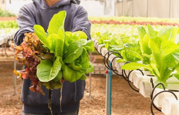 Tylor Farms corrige observaciones que realiza FDA