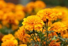 Purísima del Rincón intercambia tus tiliches por flores de cempasúchil
