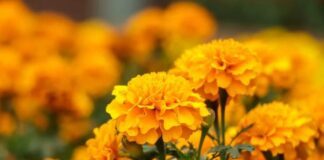 Purísima del Rincón intercambia tus tiliches por flores de cempasúchil