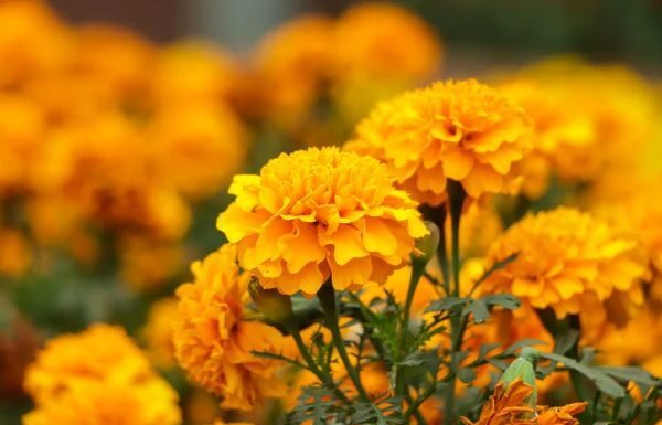 Purísima del Rincón intercambia tus tiliches por flores de cempasúchil