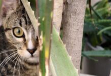 Bienestar animal en el hogar