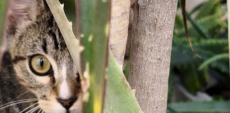 Bienestar animal en el hogar