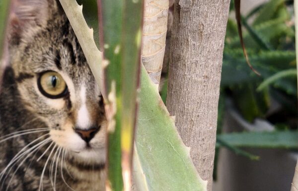 Bienestar animal en el hogar