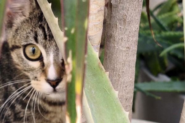gato