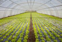 Tylor Farms suspenderá indefinidamente cosecha en temporada de ciclosporiasis