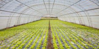 Taylor Farms suspenderá indefinidamente cosecha en temporada de ciclosporiasis