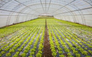 Taylor Farms suspenderá indefinidamente cosecha en temporada de ciclosporiasis