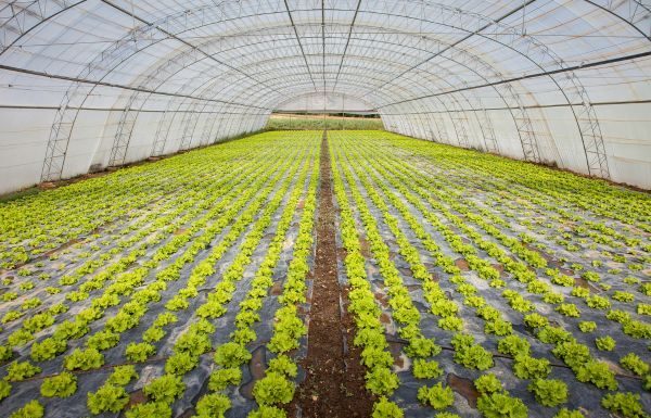 Taylor Farms suspenderá indefinidamente cosecha en temporada de ciclosporiasis