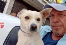 Sentencian a rescatista independiente por salvar la vida de un lomito dentro de vivienda