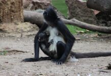 Una nueva vida en el ZooLeón, se trata de un mono araña
