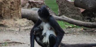 Una nueva vida en el ZooLeón, se trata de un mono araña