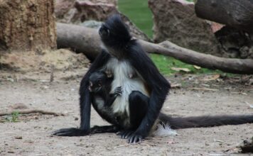 Una nueva vida en el ZooLeón, se trata de un mono araña