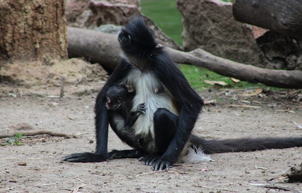 Una nueva vida en el ZooLeón, se trata de un mono araña