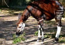 Celebra Zoológico de León día internacional del Okapi