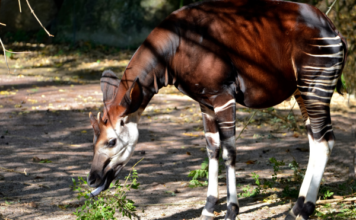 Celebra Zoológico de León día internacional del Okapi