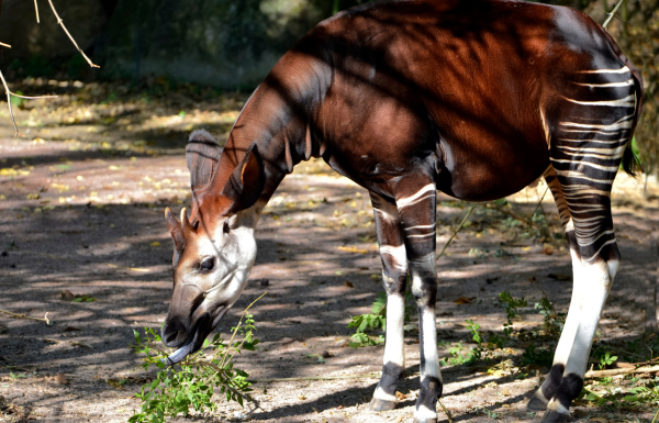 Celebra Zoológico de León día internacional del Okapi