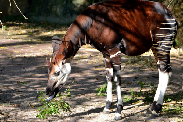 okapi