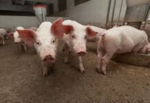 Fortalece Guanajuato producción pecuaria en Abasolo