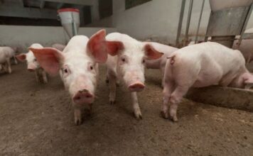Fortalece Guanajuato producción pecuaria en Abasolo