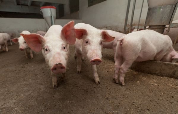Fortalece Guanajuato producción pecuaria en Abasolo